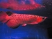 Cute arowana fishesfor sale