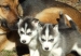 Awesome Siberian Husky Puppies For Re Homing